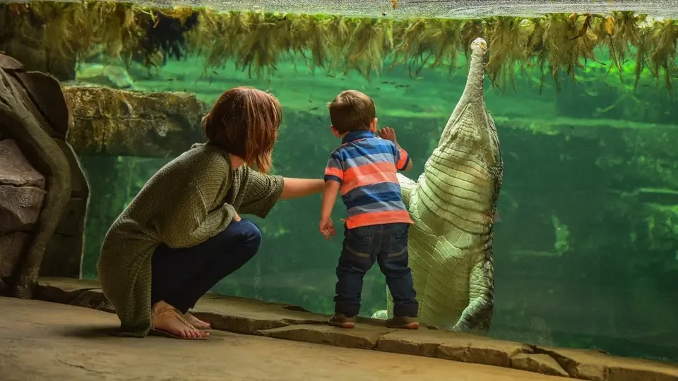A parent and child at Chester Zoo watching a crocodile through the glass.