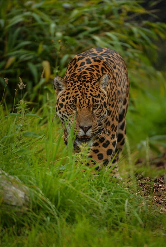 A jaguar prowling through grassland at Chester Zoo.